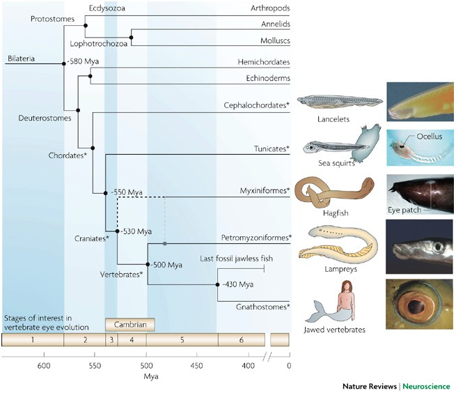 An example evolutionary dendrogram of fish. This one is easy to read because there are relatively few lineages.